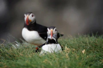 puffin6