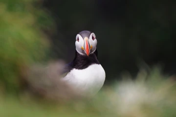 puffin7