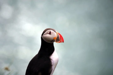 puffin8