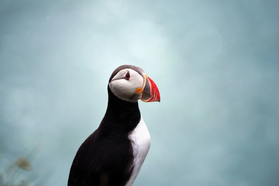 puffin9