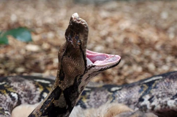 python1
