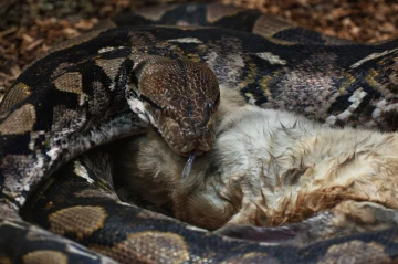 python2