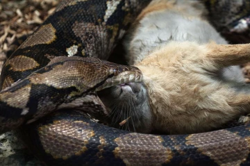 python3
