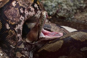 python4