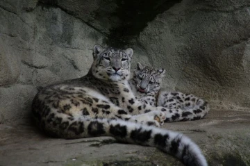 schneeleopard