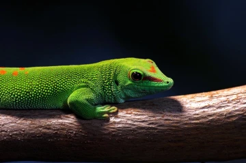 taggecko