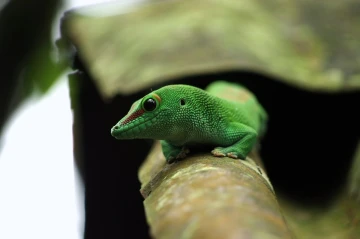 taggecko1