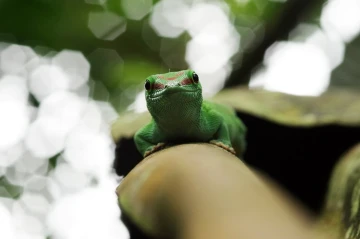 taggecko2