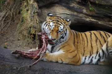tiger01