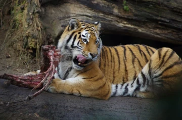 tiger02
