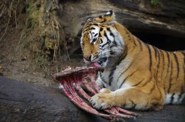 tiger03