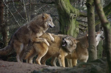 wolf kampf