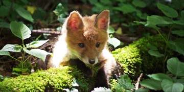 fuchs