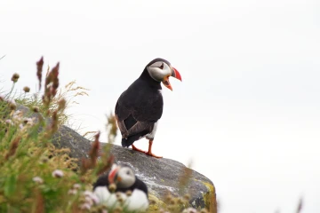 puffin11