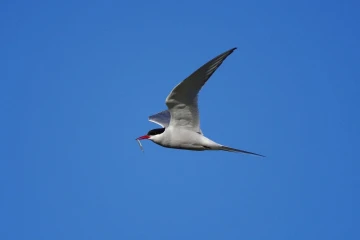 seeschwalbe1