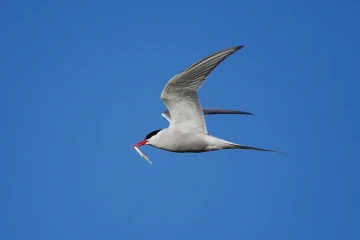 seeschwalbe2