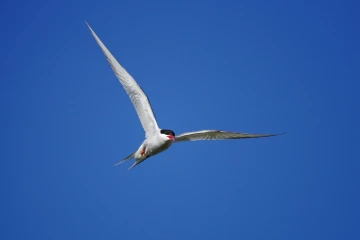 seeschwalbe5