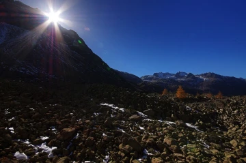 albula