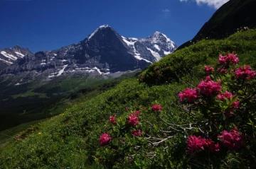 eiger alpenrose