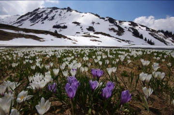 krokus2