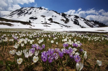krokus3