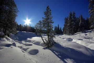 langis