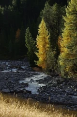 lerchen1