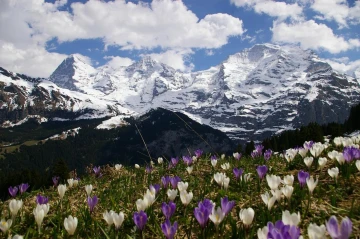 muerren krokus