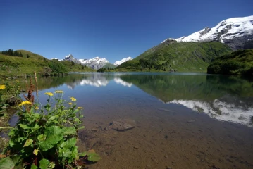 truebsee