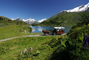 truebsee wagen