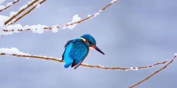 eisvogel