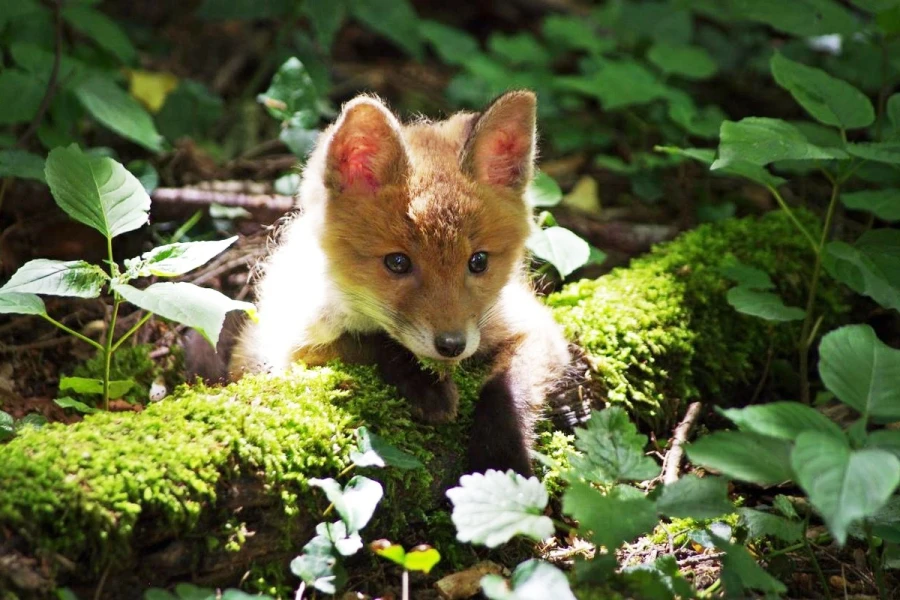 fuchs 27