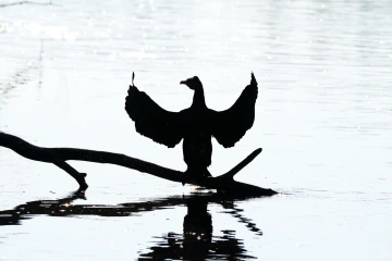 kormoran 03