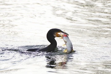 kormoran frist fisch 01