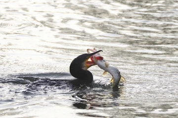 kormoran frist fisch 02