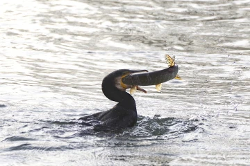 kormoran frist fisch 03