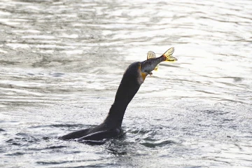 kormoran frist fisch 04