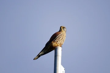 turmfalke 1
