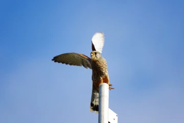 turmfalke 2