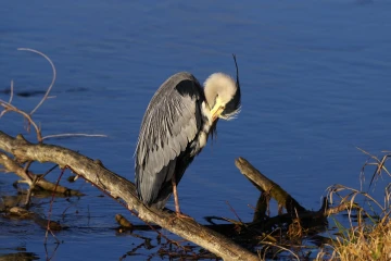 fischreiher 03