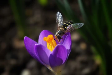 krokus schwebfliege 1