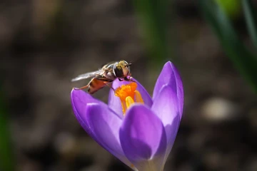 krokus schwebfliege 2