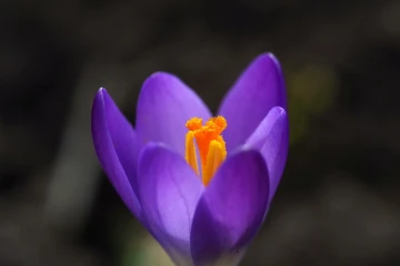 krokus6
