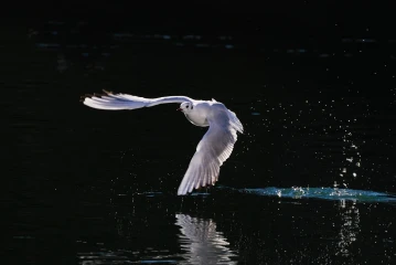 move licht23