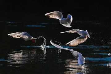 move licht27
