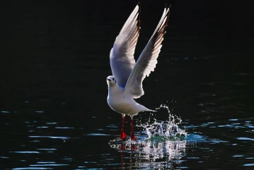move licht28