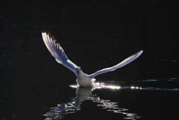 move licht30