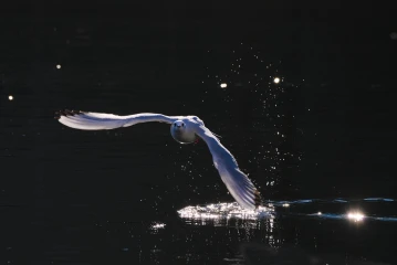 move licht31