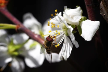 schwebfliege zwetschge