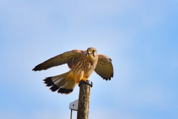 turmfalke 3